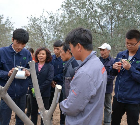 公司從產(chǎn)業(yè)鏈起始端著手，引進(jìn)良種優(yōu)苗，繁育基地苗圃，優(yōu)化樹(shù)種，以?xún)?yōu)質(zhì)的橄欖樹(shù)苗為生產(chǎn)特級(jí)初榨橄欖油提供基礎(chǔ)保障。在以自建萬(wàn)畝國(guó)家標(biāo)準(zhǔn)化油橄欖..